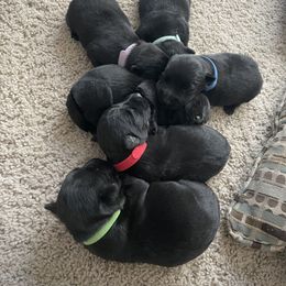 Scottish Terrier Puppies from Heart of America Scotties