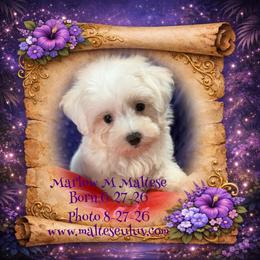 Marlow - White male Maltese puppy in Silverhill, Alabama from Malteseuluv’s Tiny Treasurers