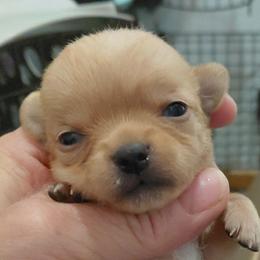 AKC CH SIred Gold Female Roselle - Gold female Chihuahua puppy in Bloomington, Indiana from TJs Chihuahuas