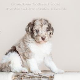 Aussiedoodle, Bordoodle, Goldendoodle, and Sheepadoodle Puppies from Crooked Creek Doodles and Poodles