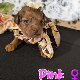 Pink Girl - Merle female Shihpoo puppy in Rockledge, Florida from Stormie's Doodles