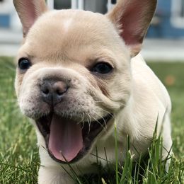 French Bulldog Puppies from Roughneck Frenchies