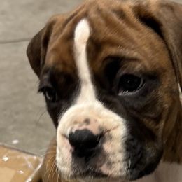 Boxers from Rocky Mountain Boxers