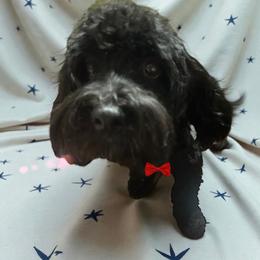 AKC Count Von  Count - Black male Havanese puppy in North Richland Hills, Texas from A Royal Havanese Court