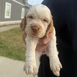 Bri - Lemon and white female English Springer Spaniel puppy in Morrilton, Arkansas from Triple M Farms & Springers