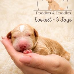 Everest - Apricot male Goldendoodle puppy in Lake Charles, Louisiana from Perfect Fit Poodles & Doodles