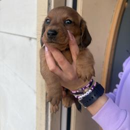 Koe - Sable male Dachshund puppy in Gulfport, Mississippi from Candy & Caits Farmstead Mini Doxies