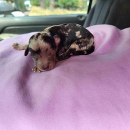 Boy 4 - Blue merle Aussiedoodle puppy in Oregon from SonSational Farm Toy/ Mini Australian Shepard's