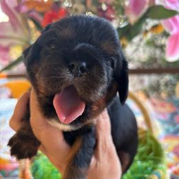 Martha (My Dear) - Black and tan female Cavalier King Charles Spaniel puppy in Tucson, Arizona from Abbey Road Cavaliers