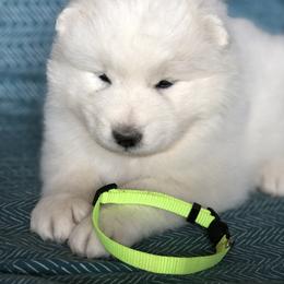Samoyed Puppies from Morning Star Samoyeds