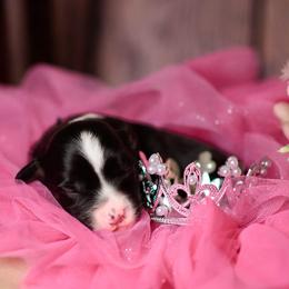 Pip - Black tri female Miniature Australian Shepherd puppy in Romney, West Virginia from South Branch Mini Aussies