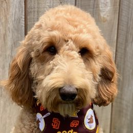 Molly - Goldendoodle