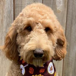 Molly - Goldendoodle
