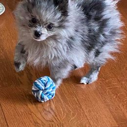 Pomeranian Puppies from Jazzy Poms