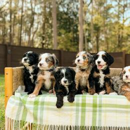 Bernedoodles and Goldendoodles from BellaDoodles
