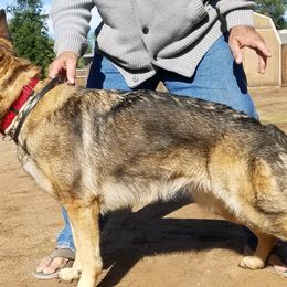 Harley - German Shepherd