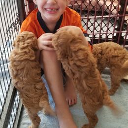 Goldendoodle Puppies from Northwoods Goldendoodles