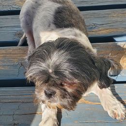 Molly - Shih Tzu