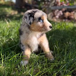 Thursday - Blue merle male Australian Shepherd puppy in Richland, Washington from Bear Creek Aussies