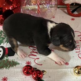 Walt - Black white and tan male Rat Terrier puppy in Savoy, Texas from Rockin EZ Rat Terriers