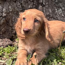 Skyler - Red male Dachshund puppy in Bentonville, Arkansas from T & D Dachshunds by design