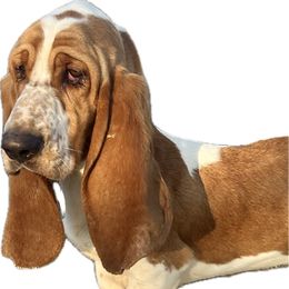 Copper - Basset Hound