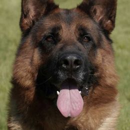 Einstein - German Shepherd