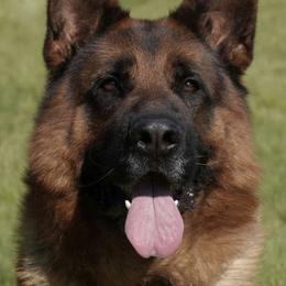 Einstein - German Shepherd
