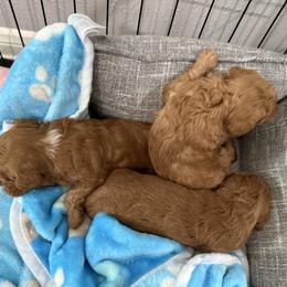 Poodle Puppies from Ashley Vu