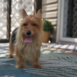 Daisy - Yorkshire Terrier