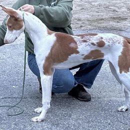 Ibizan Hound All Grown Up from Acires Ibizan Hounds