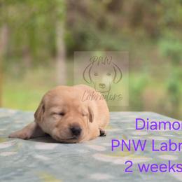 Diamond - Yellow female Labrador Retriever puppy in Rogue River, Oregon from PNW Labradors