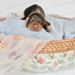 Moose - Chocolate and tan male Dachshund puppy in Greenville, North Carolina from The Gorman Farms