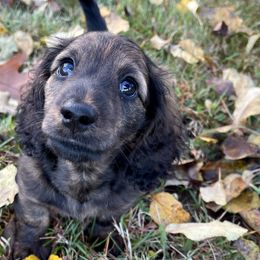 Dachshund Puppies from Hidden Haven Dachshunds