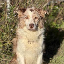 Arlo - Border Collie
