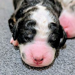 Moose - Tri-color male Bernedoodle puppy in Waco, Texas from Hope Valley Doodles