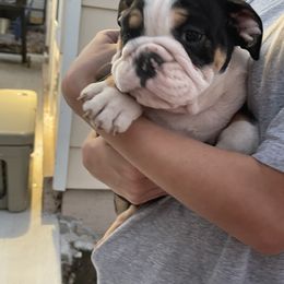 Bulldog Puppies from Tiffany Thelen's Bulldogs