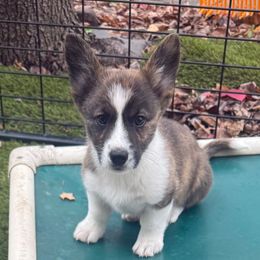 Boy 1 - Brindle and white male Cardigan Welsh Corgi puppy in Springfield, Illinois from Improv Show Dogs