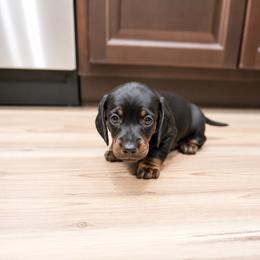 Flint AKC 3220 - Black and tan male Dachshund puppy in Indian Trail, North Carolina from Hilda’s Teenie Weenies