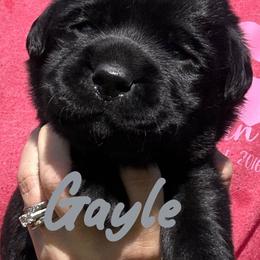 Gayle - Black female Labrador Retriever puppy in Petersburg, Kentucky from Mahan Labs