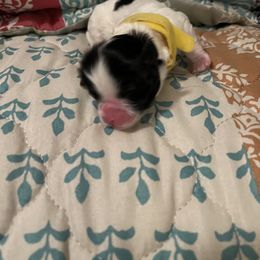 Shihpoo and Shih Tzu Puppies from Bluegrass Shih Tzus