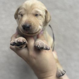 Labrador Retriever Puppies from Kounty Line Kennel LLC