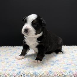 Maverick - Black tri male Miniature Australian Shepherd puppy in Covington, Pennsylvania from Rigas Mini Aussies LLC