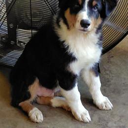 KNIGHT - Black tri-color male Australian Shepherd puppy in Elk Creek, Missouri from Hearts on Fire Australian Shepherds