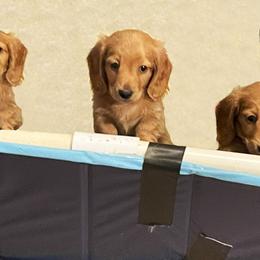 Dachshund Puppies from Barksalot Dachshunds