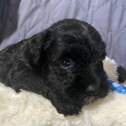 Placed.    Poppy.   3 black only female with white peanut marking on chest - Black female Miniature Schnauzer puppy in Ravensdale, Washington from Serenity Schnauzers
