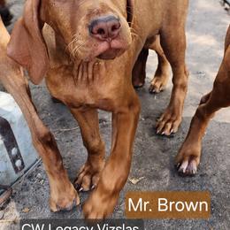 Vizsla Puppies from CW Legacy Vizslas