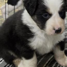 Petra - Black tri-color female Australian Shepherd puppy in Divide, Colorado from Outlaw Farm and Kennel