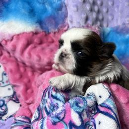 Shih Tzu Puppies from Sweetbriar Shih Tzu