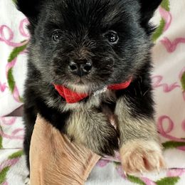 Girl - Black and white female Pomsky puppy in Leesburg, Virginia from Capital Pomsky